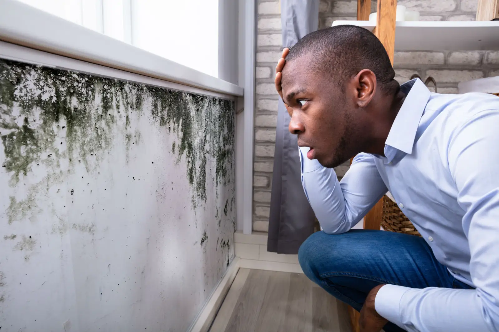 Mold Removal