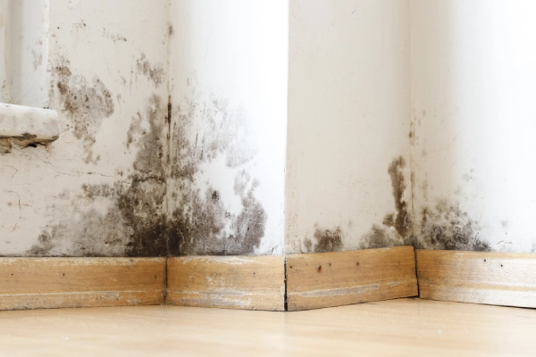 Mold Removal Services