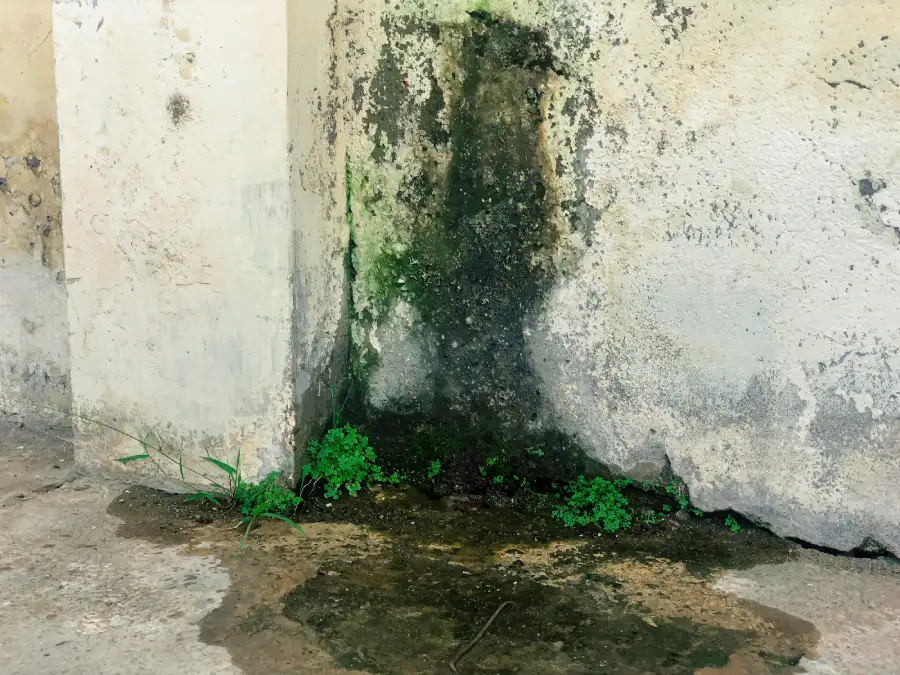 How Water Damage Leads to Hidden Mold Growth Jackson Township, NJ