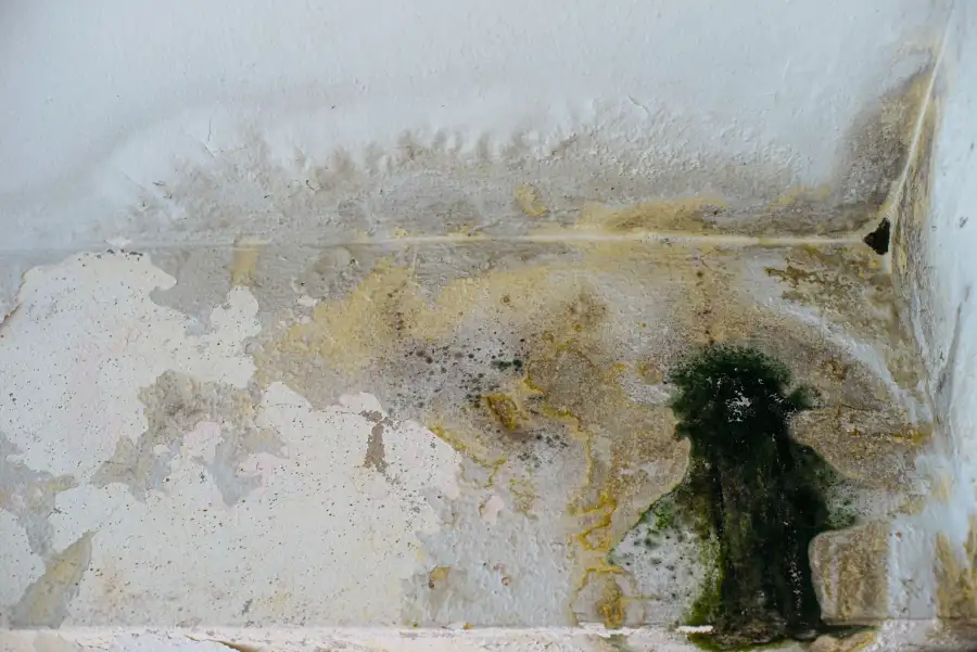 How Water Damage Leads to Hidden Mold Growth in Jackson Township, NJ